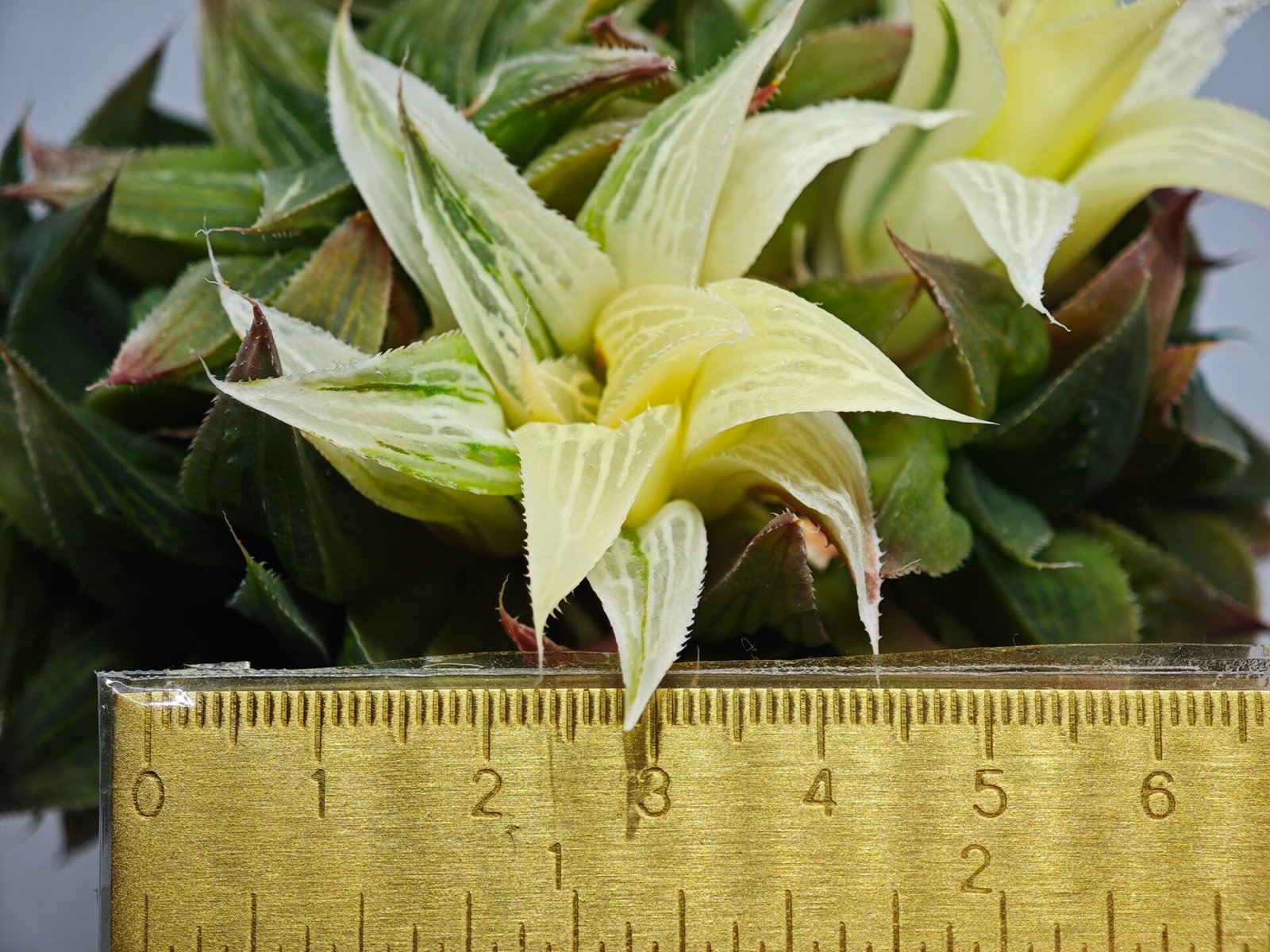 Haworthia Emelyae x Badia Variegated - 1