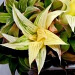 Haworthia Emelyae x Badia Variegated - 2