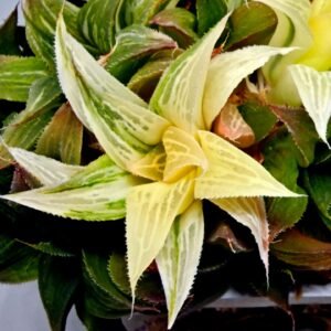 Haworthia Emelyae x Badia Variegated - 2