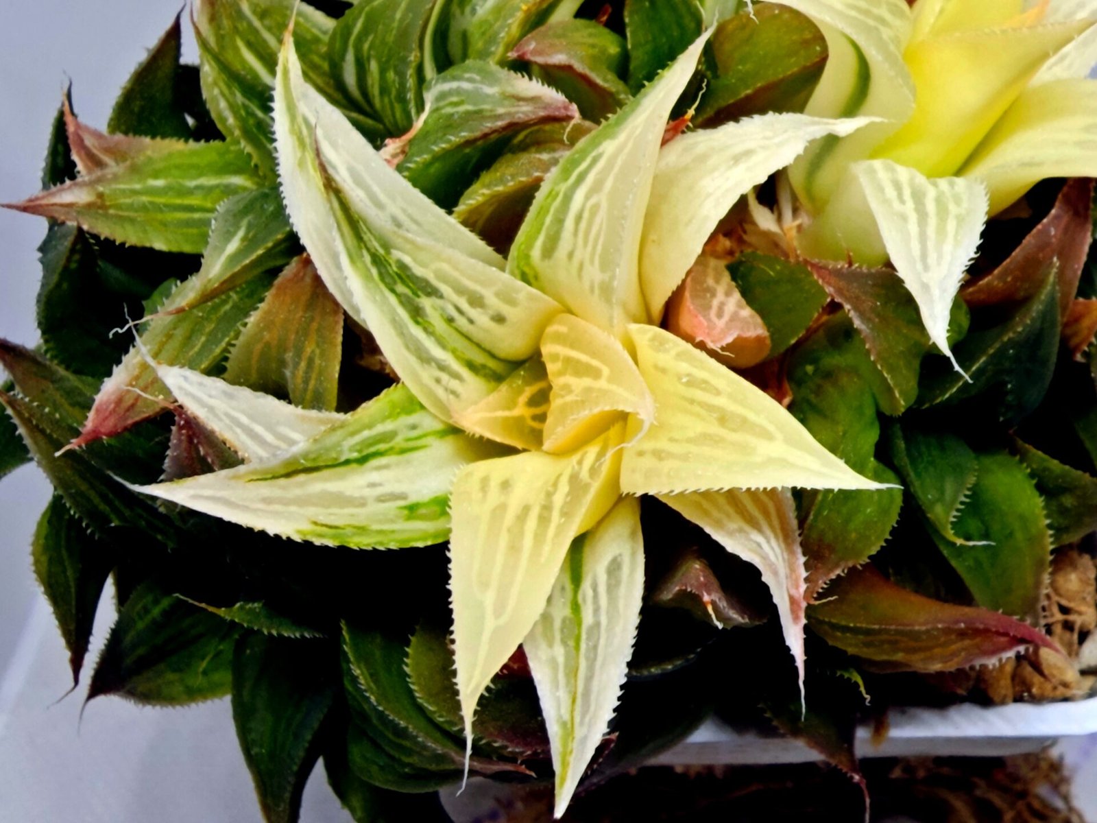 Haworthia Emelyae x Badia Variegated - 2