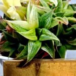 Haworthia Emelyae x Badia Variegated - 1