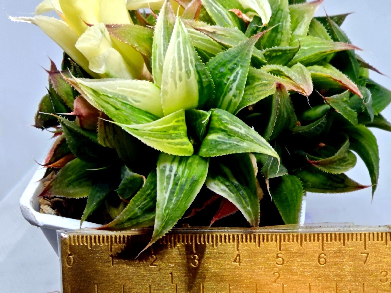 Haworthia Emelyae x Badia Variegated - 1