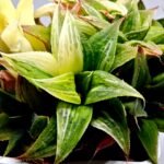 Haworthia Emelyae x Badia Variegated - 2
