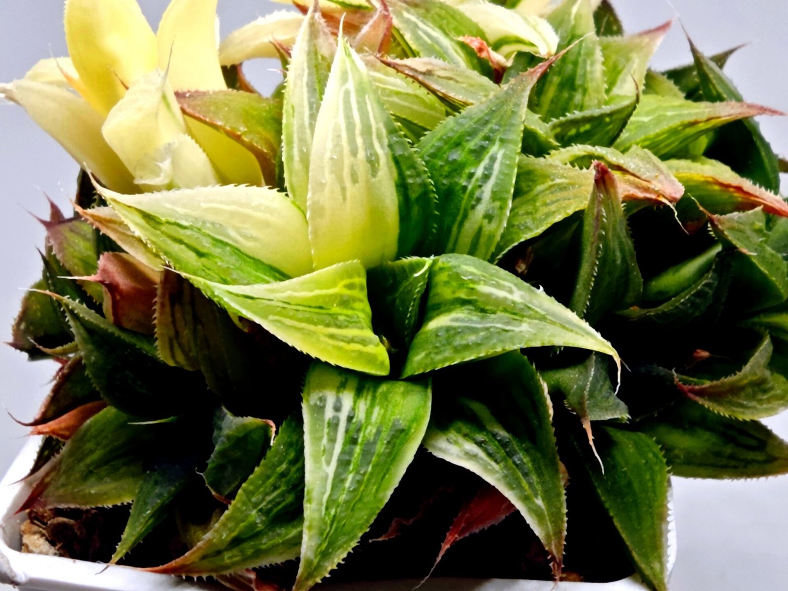 Haworthia Emelyae x Badia Variegated - 2