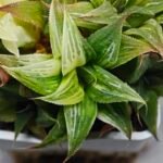 Haworthia Emelyae x Badia Variegated - 3