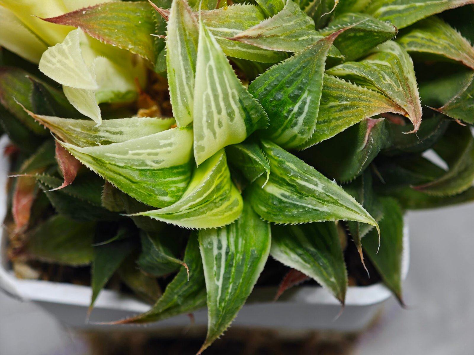Haworthia Emelyae x Badia Variegated - 3