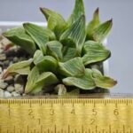 Haworthia “Milky Way” HF-25 - 9