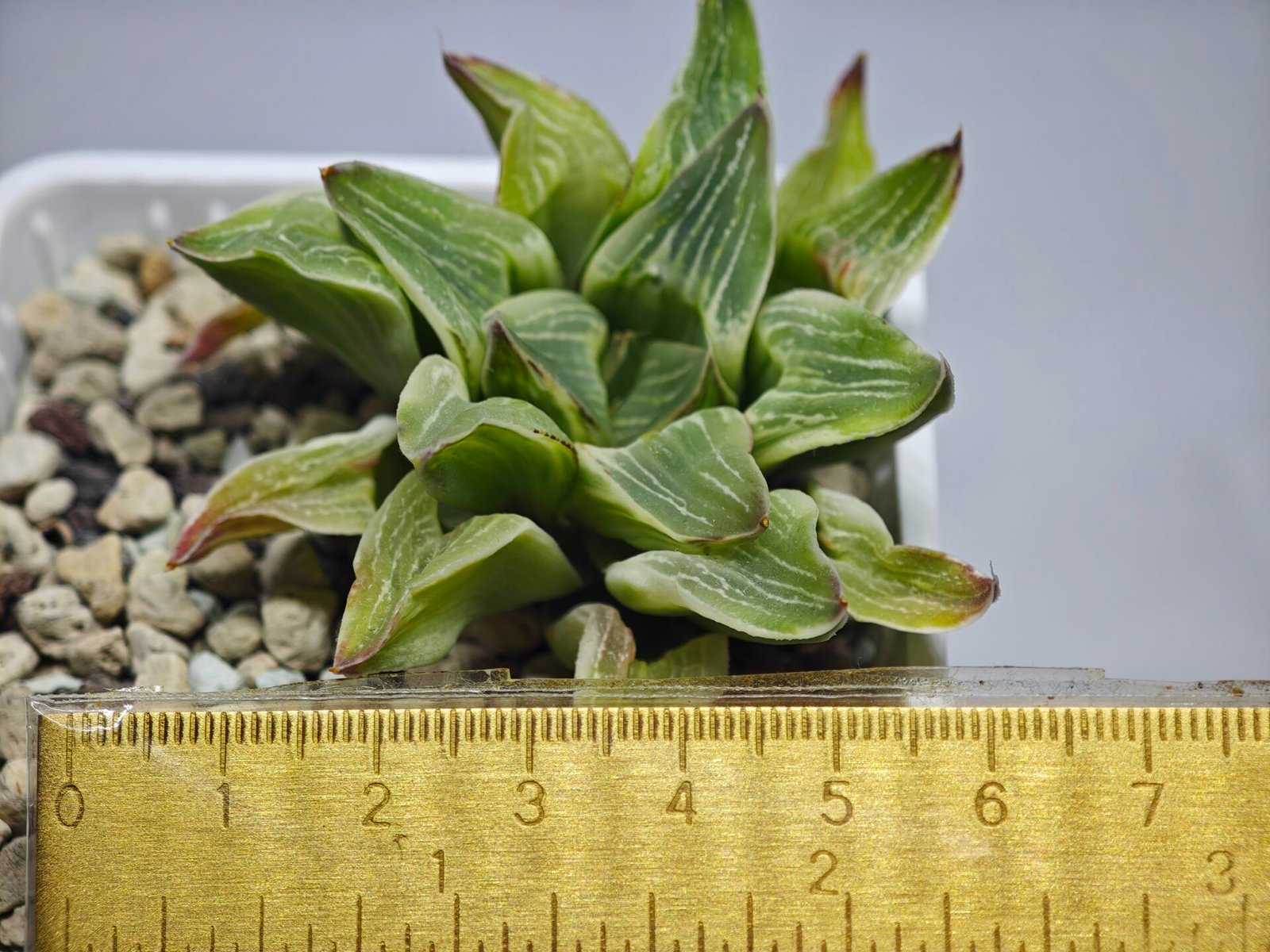 Haworthia “Milky Way” HF-25 - 9