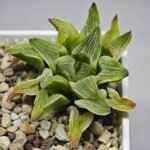 Haworthia “Milky Way” HF-25 - 10