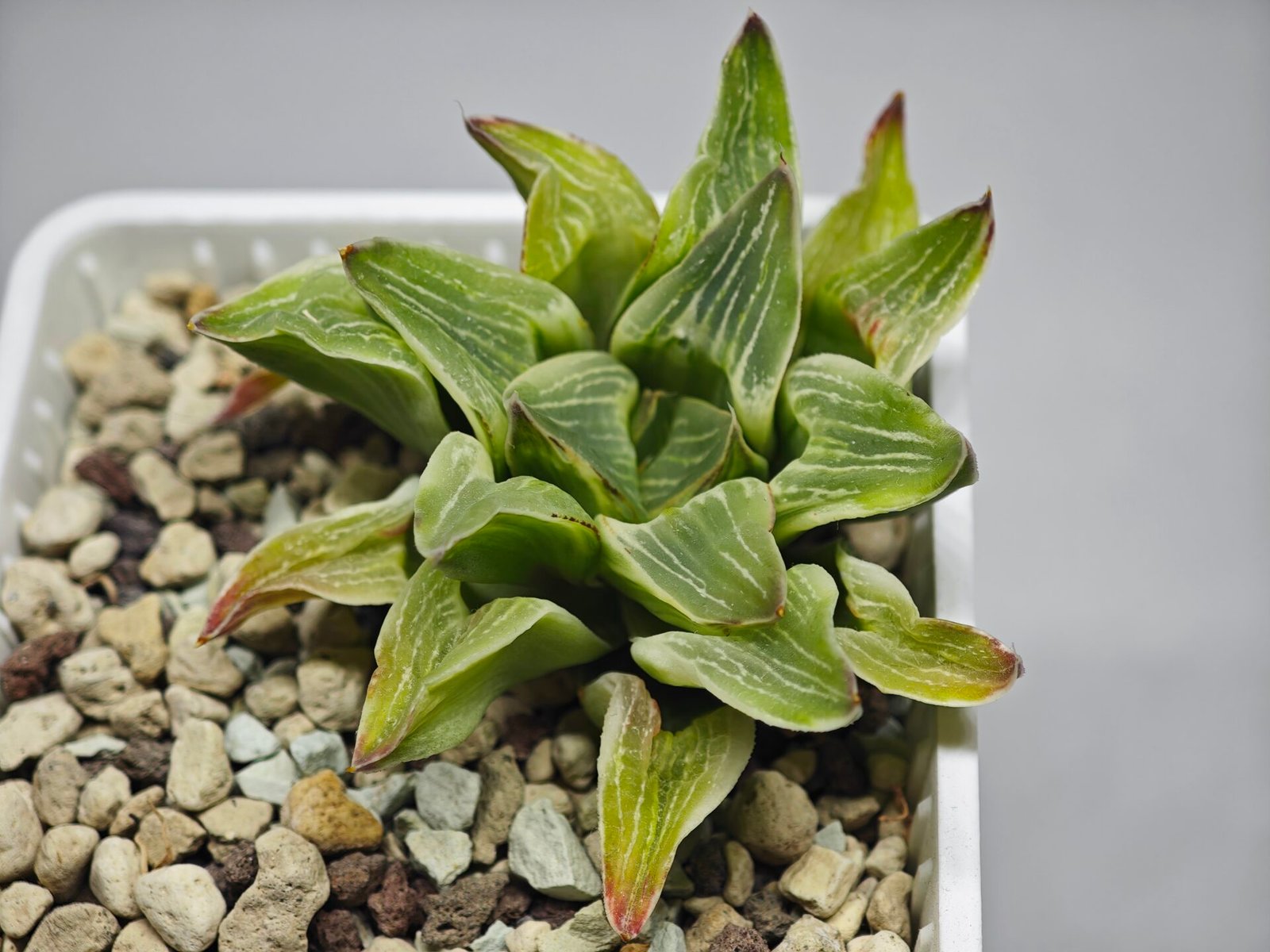 Haworthia “Milky Way” HF-25 - 10