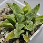 Haworthia “Milky Way” HF-25 - 11
