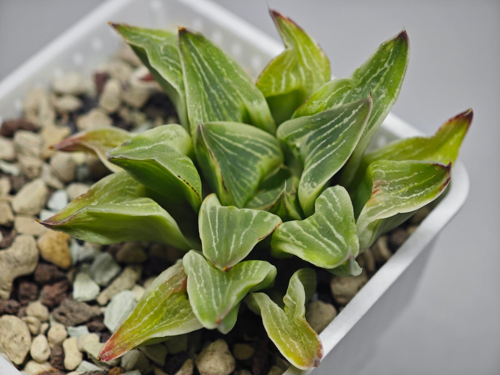 Haworthia “Milky Way” HF-25 - 11