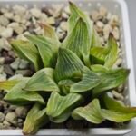 Haworthia “Milky Way” HF-25 - 12