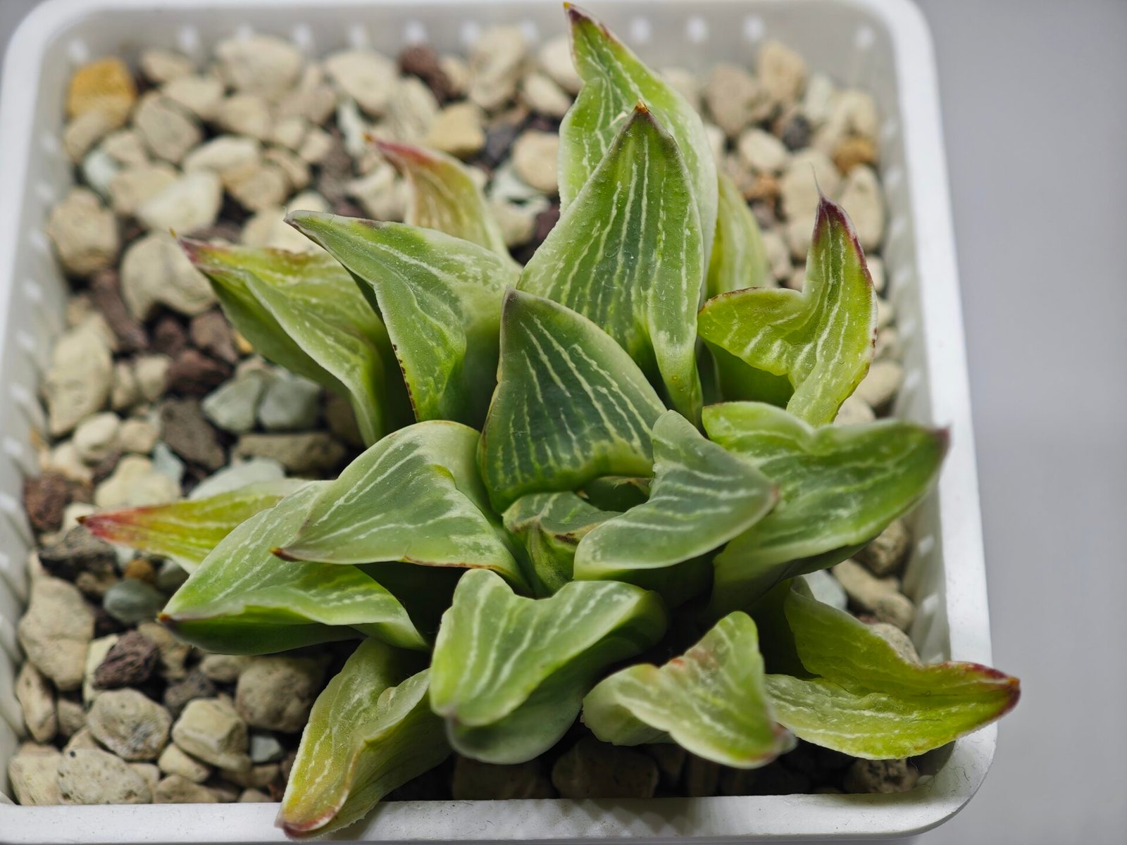 Haworthia “Milky Way” HF-25 - 12