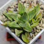 Haworthia “Milky Way” HF-25 - 13