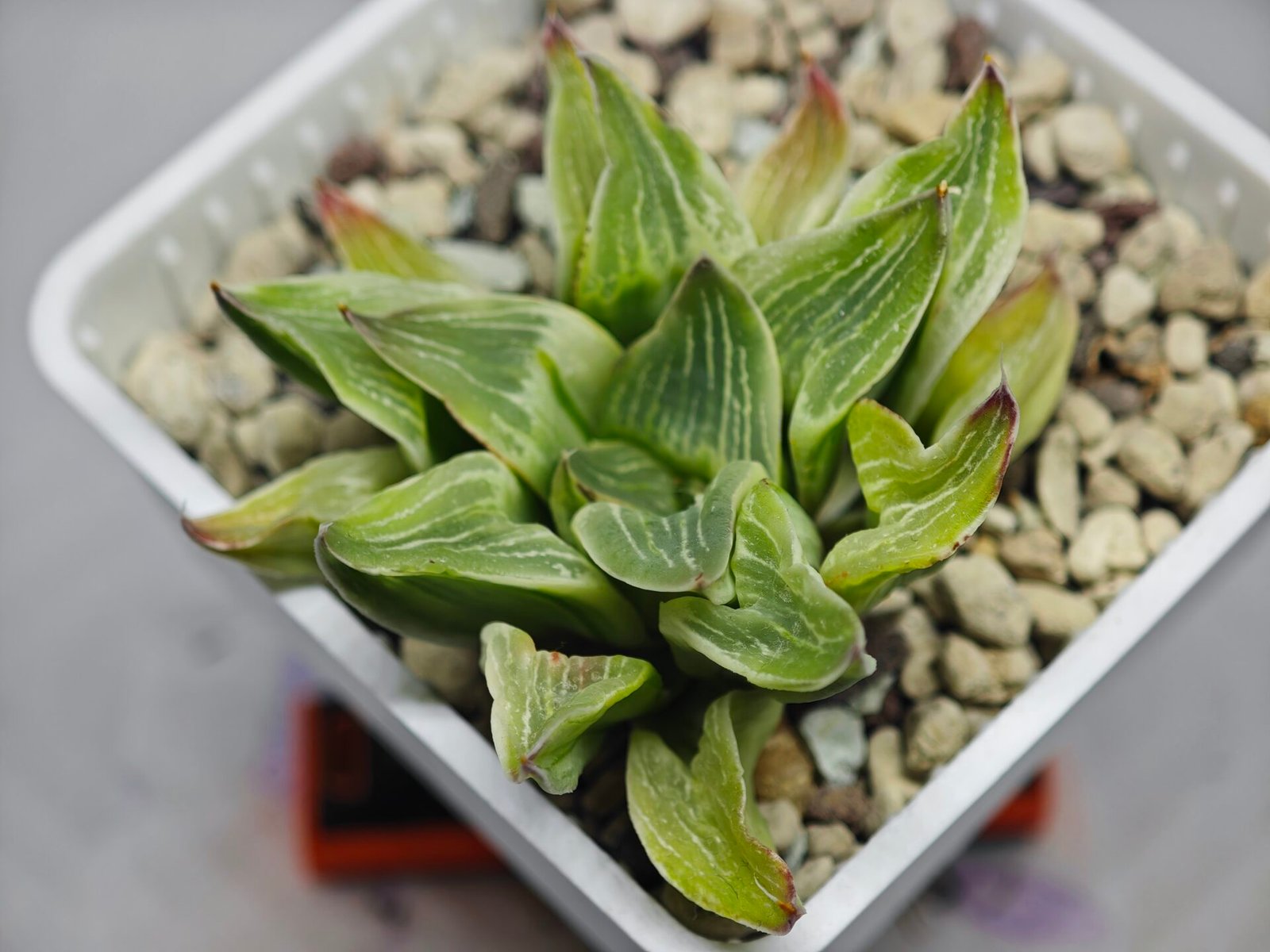 Haworthia “Milky Way” HF-25 - 13