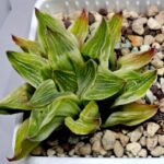 Haworthia “Milky Way” HF-25 - 1