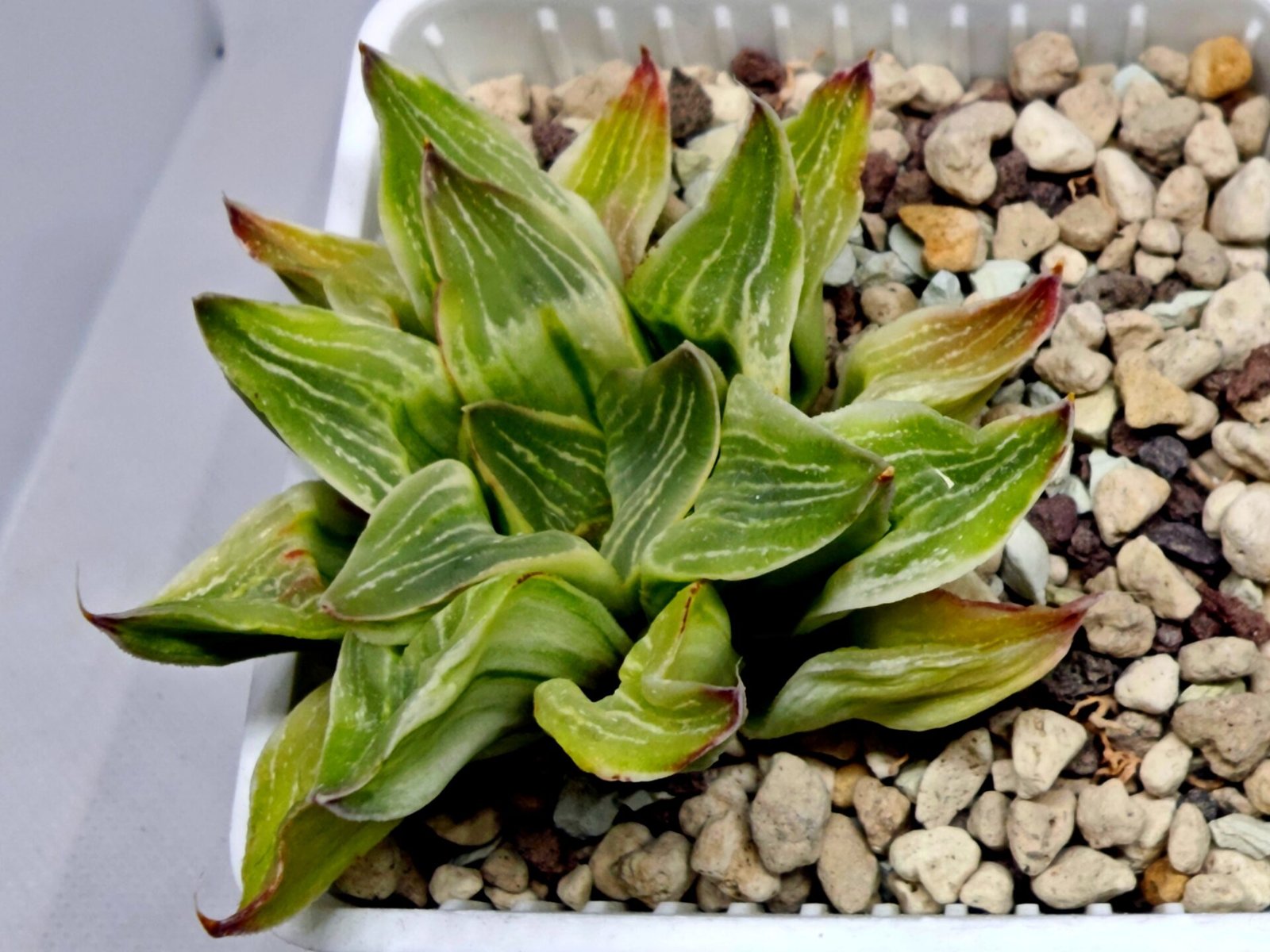 Haworthia “Milky Way” HF-25 - 1