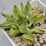 Haworthia “Milky Way” HF-25 - 2