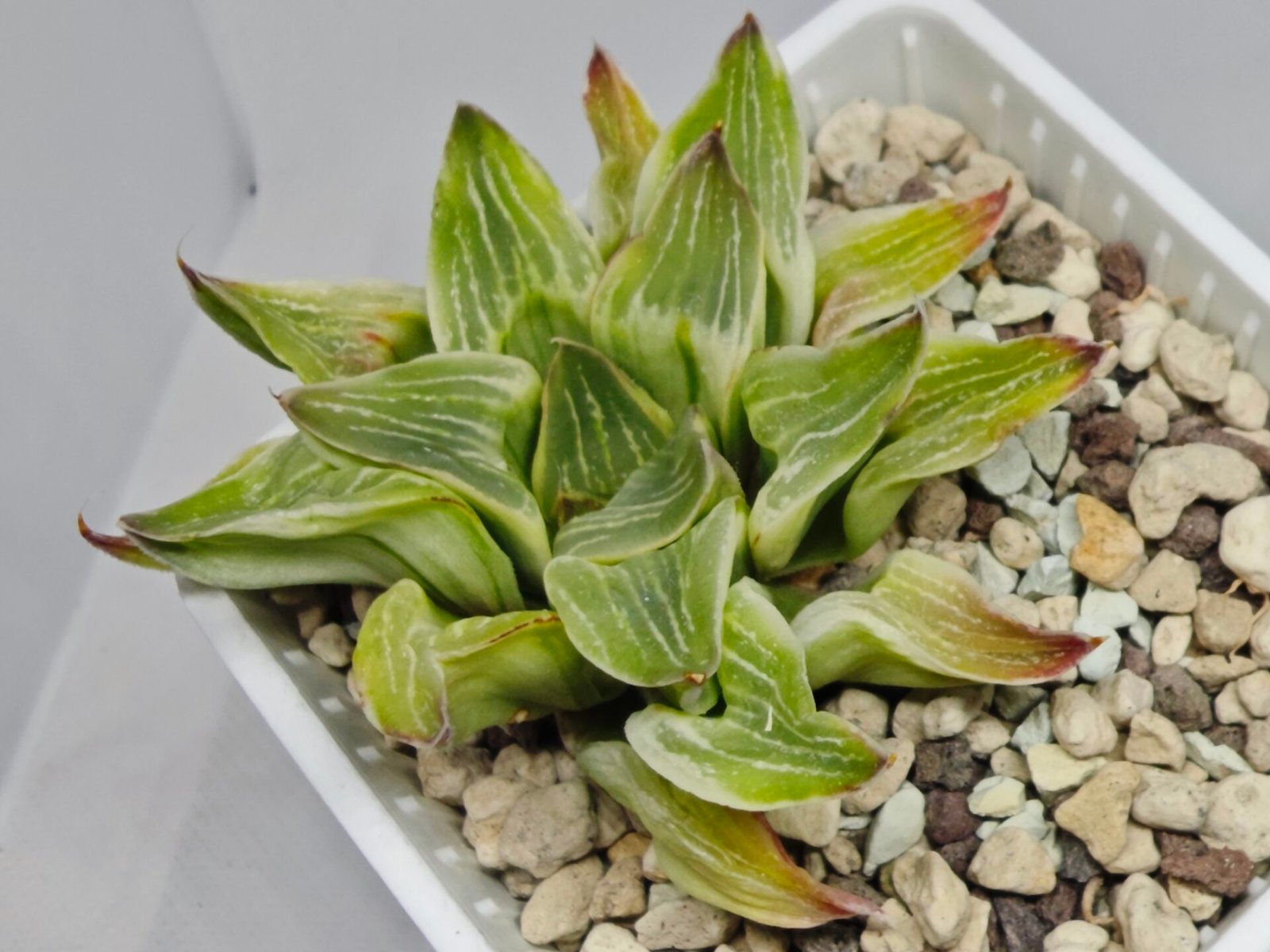 Haworthia “Milky Way” HF-25 - 2