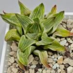 Haworthia “Milky Way” HF-25 - 3