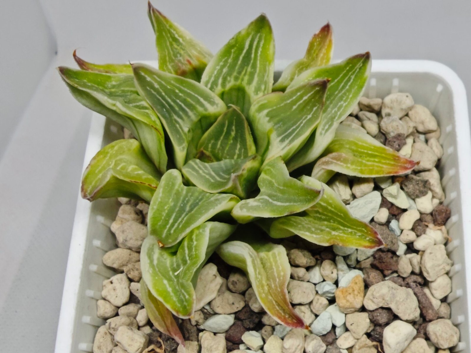 Haworthia “Milky Way” HF-25 - 3