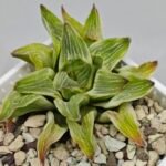 Haworthia “Milky Way” HF-25 - 4