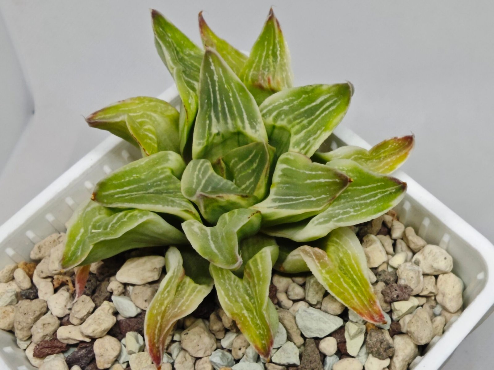 Haworthia “Milky Way” HF-25 - 4