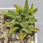 Haworthia “Milky Way” HF-25 - 5