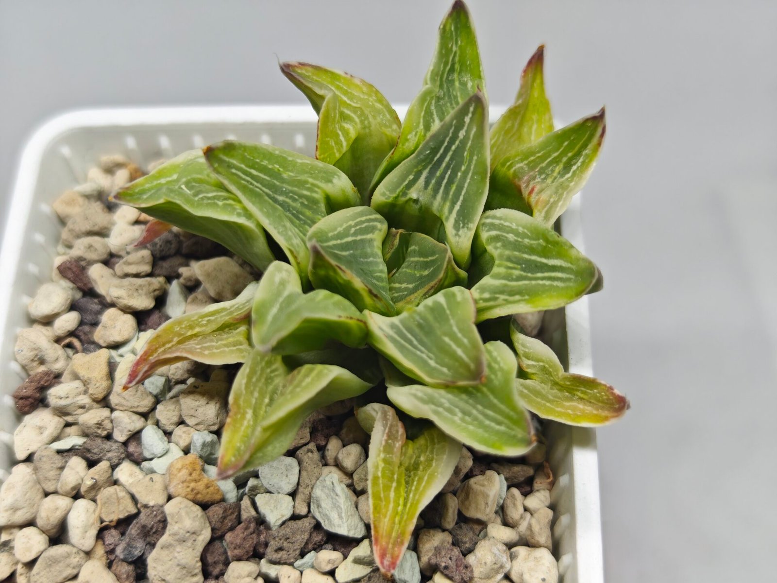 Haworthia “Milky Way” HF-25 - 5