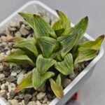 Haworthia “Milky Way” HF-25 - 6