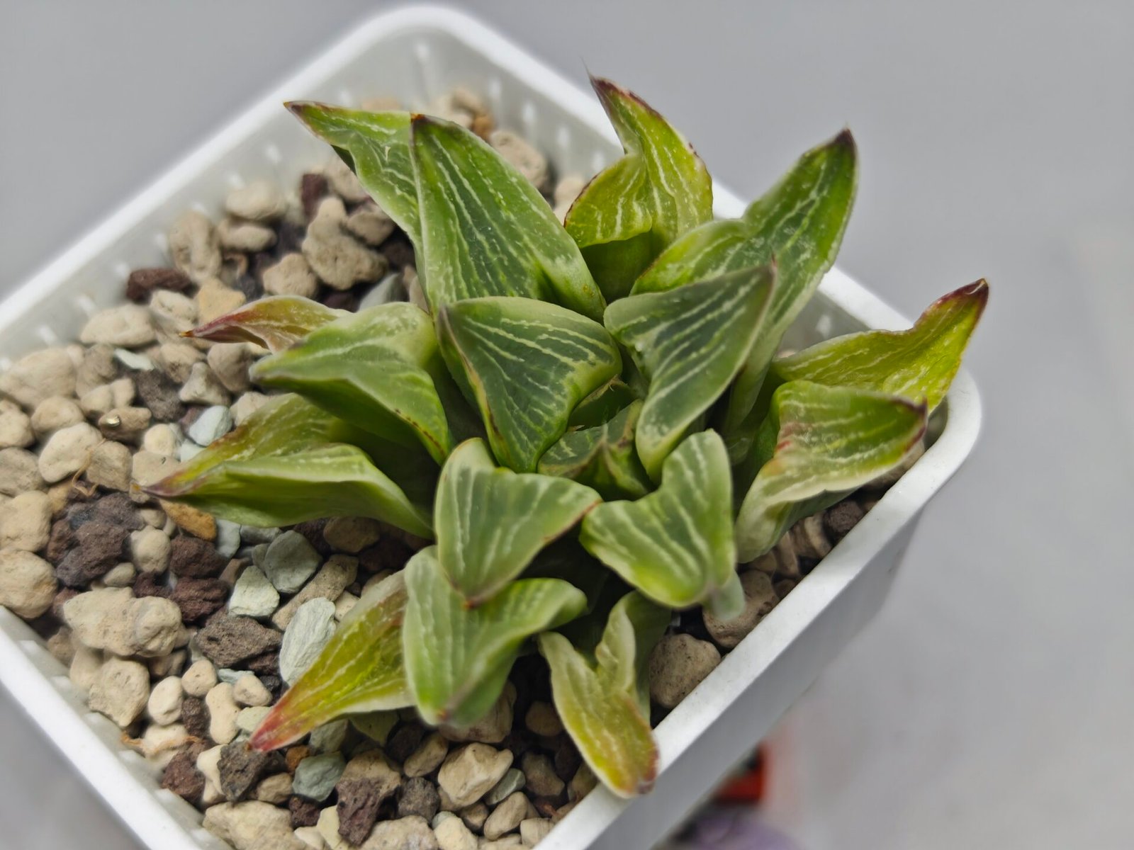 Haworthia “Milky Way” HF-25 - 6