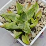 Haworthia “Milky Way” HF-25 - 7