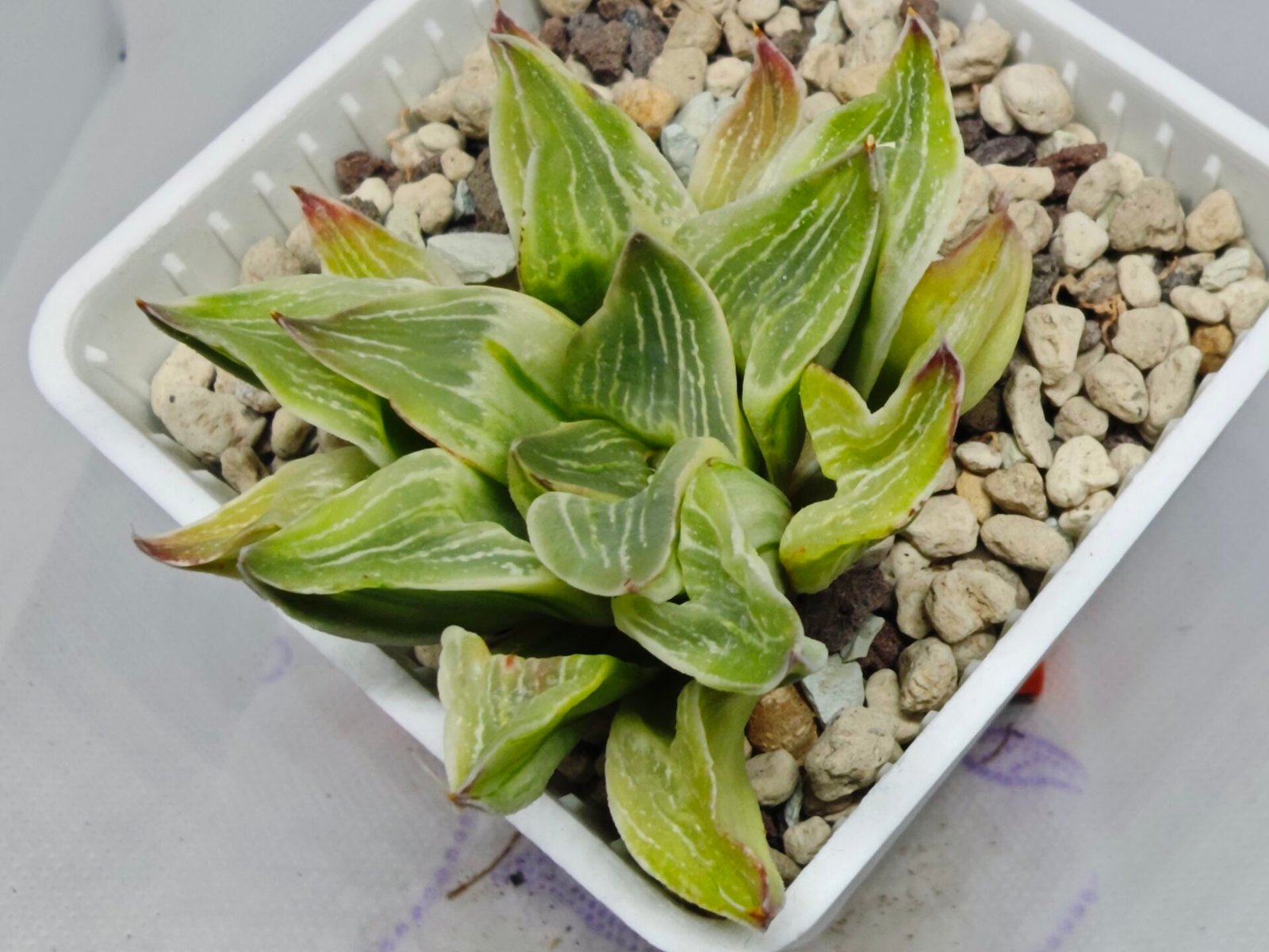 Haworthia “Milky Way” HF-25 - 7