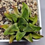 Haworthia “Milky Way” HF-25 - 8