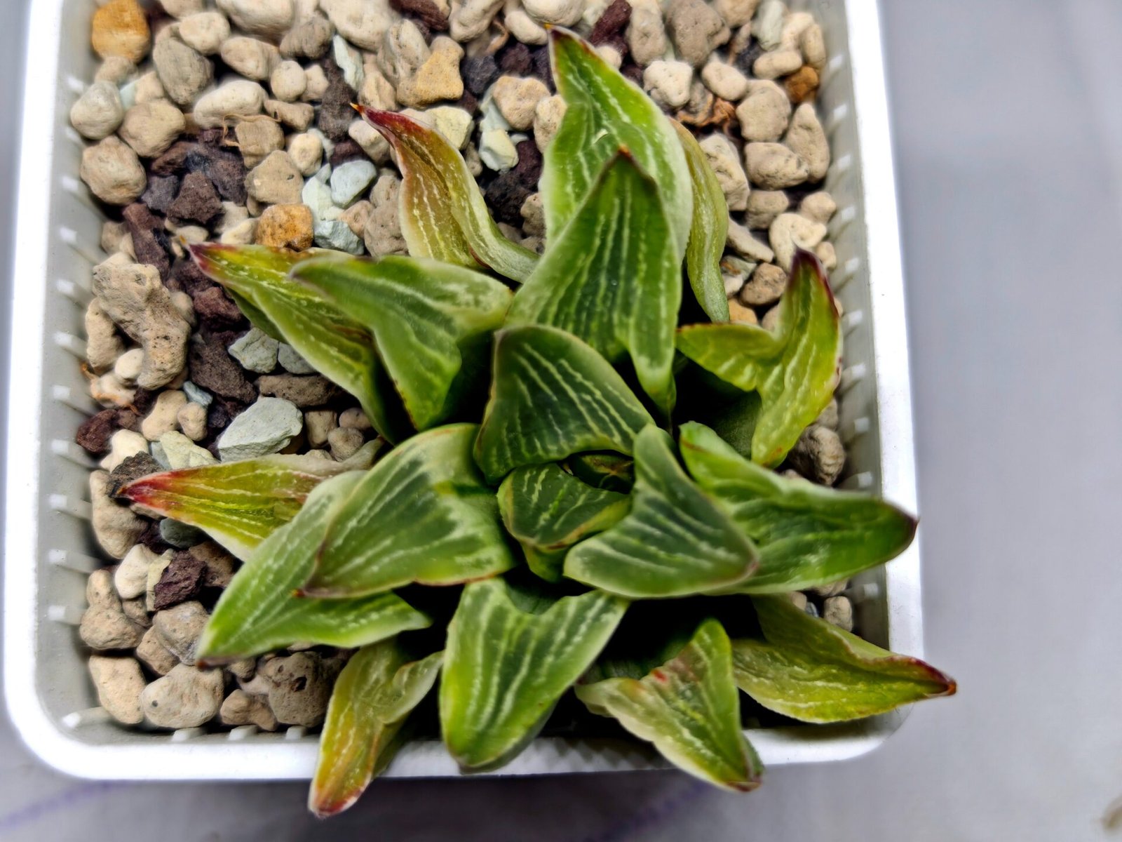 Haworthia “Milky Way” HF-25 - 8