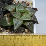 Haworthia Seedling S071 - 1