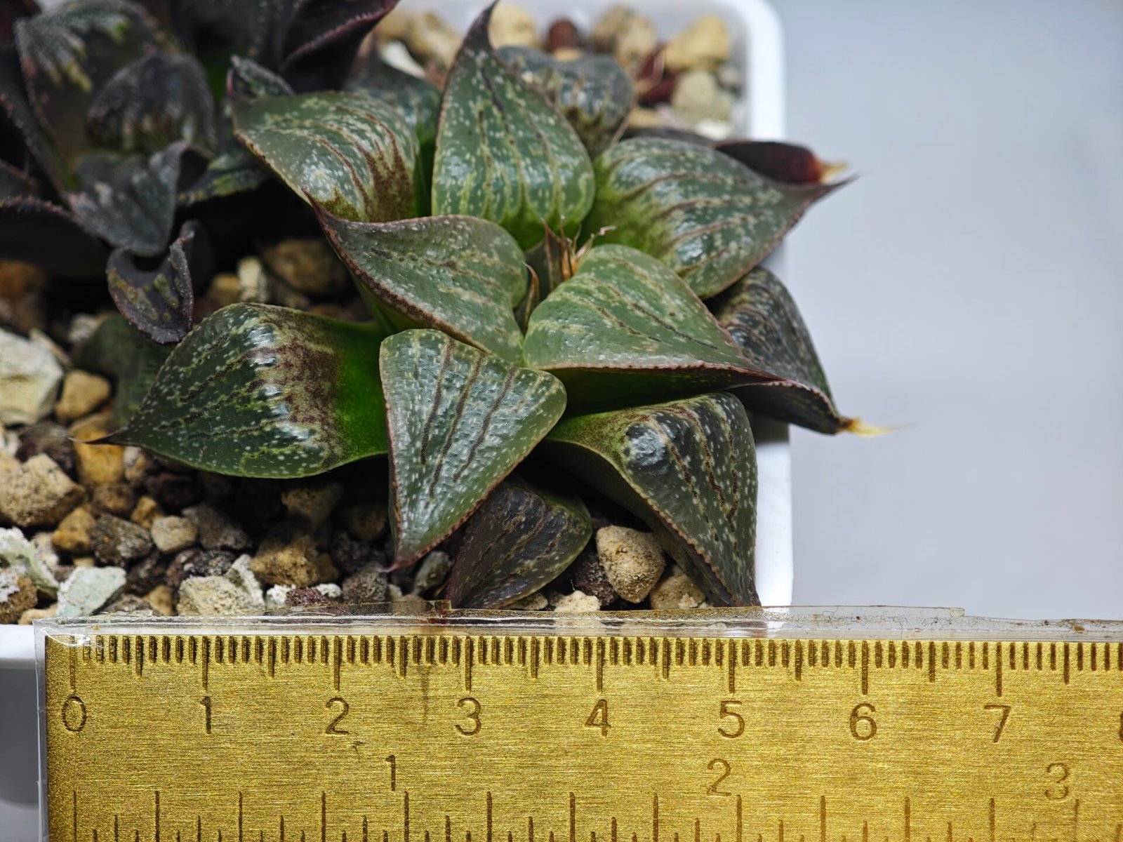 Haworthia Seedling S071 - 1