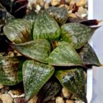 Haworthia Seedling S071 - 2