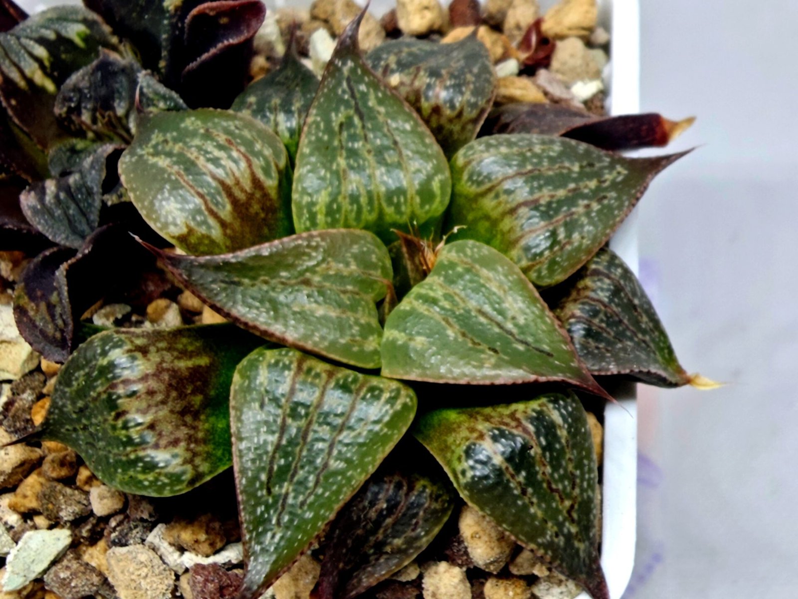 Haworthia Seedling S071 - 2