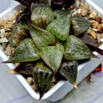 Haworthia Seedling S071 - 3
