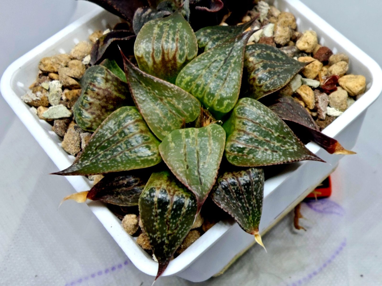 Haworthia Seedling S071 - 3