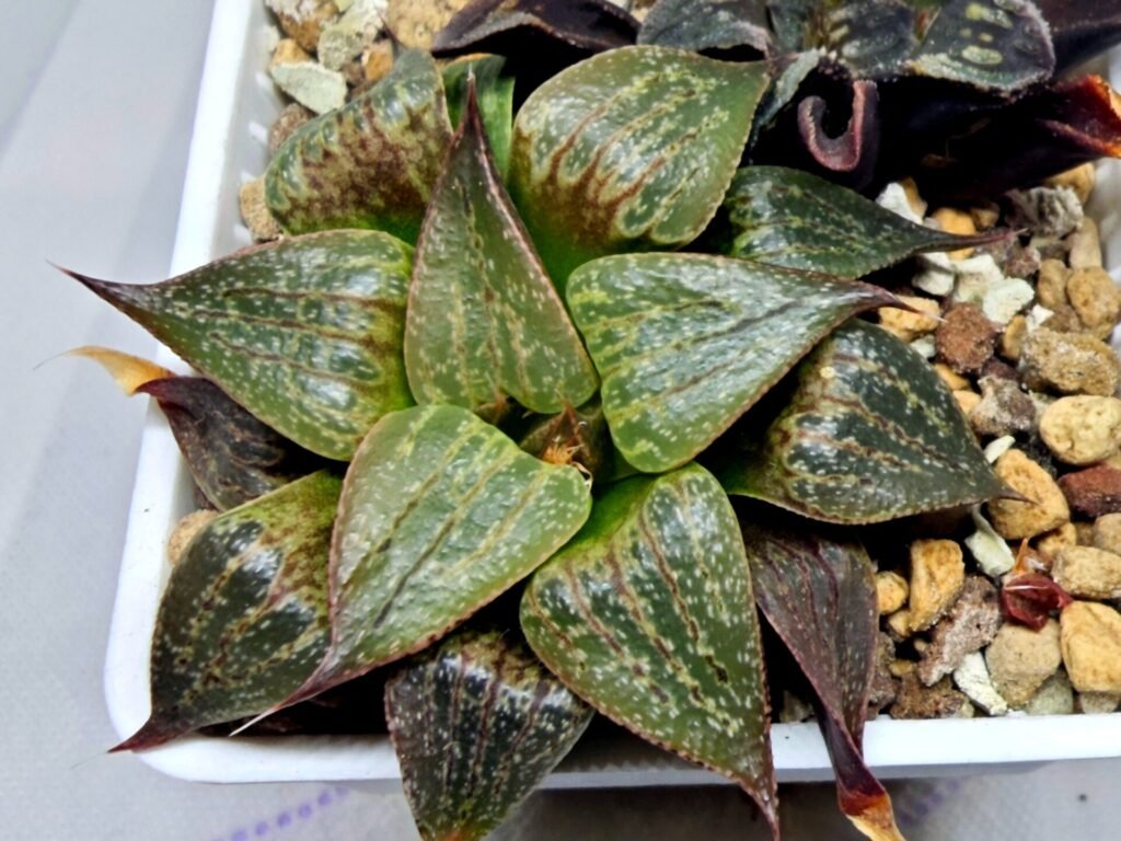 Haworthia Seedling S071 - 4