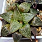 Haworthia Seedling S071 - 4