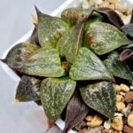 Haworthia Seedling S071 - 5