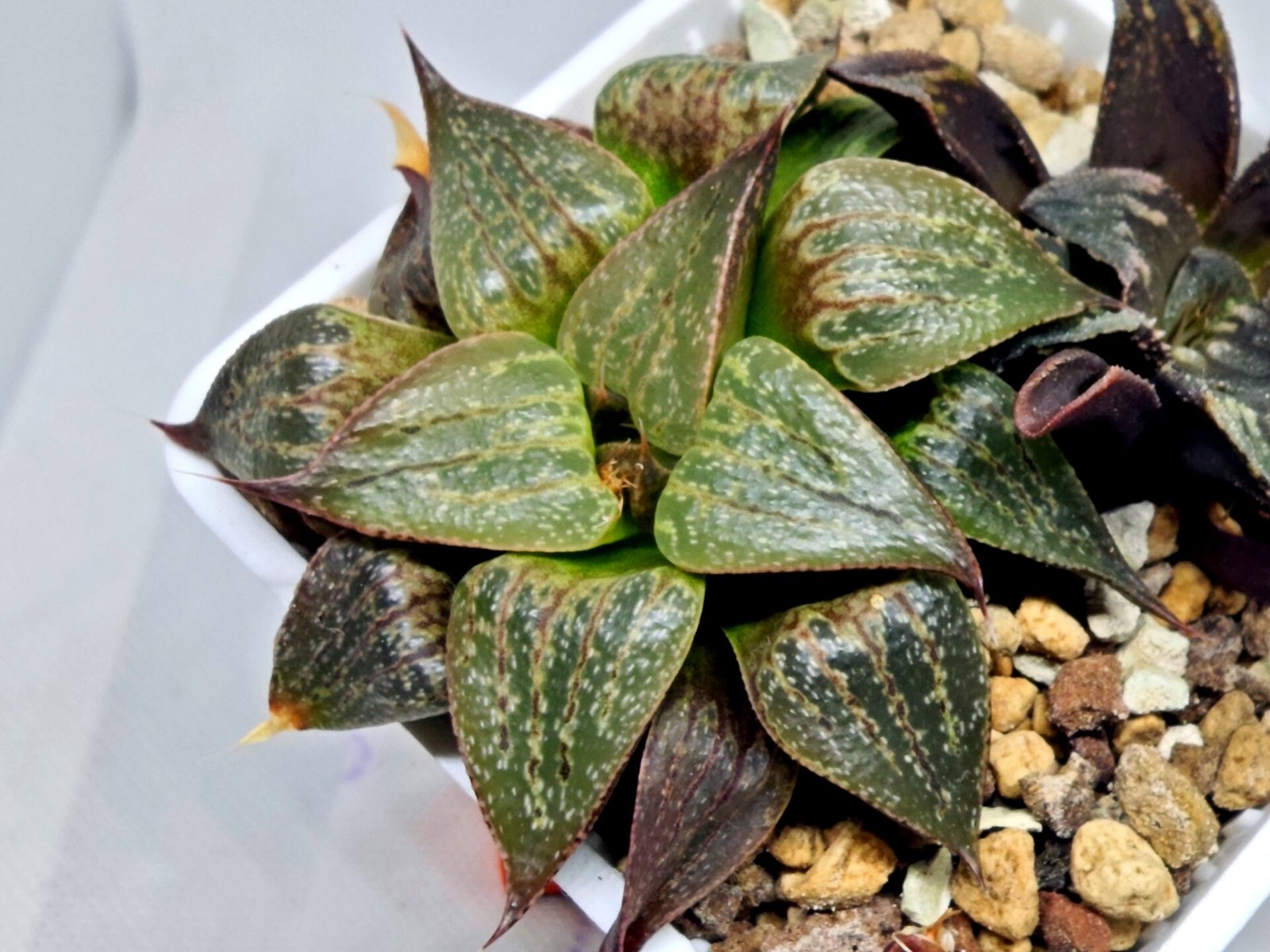 Haworthia Seedling S071 - 5