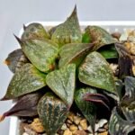 Haworthia Seedling S071 - 6