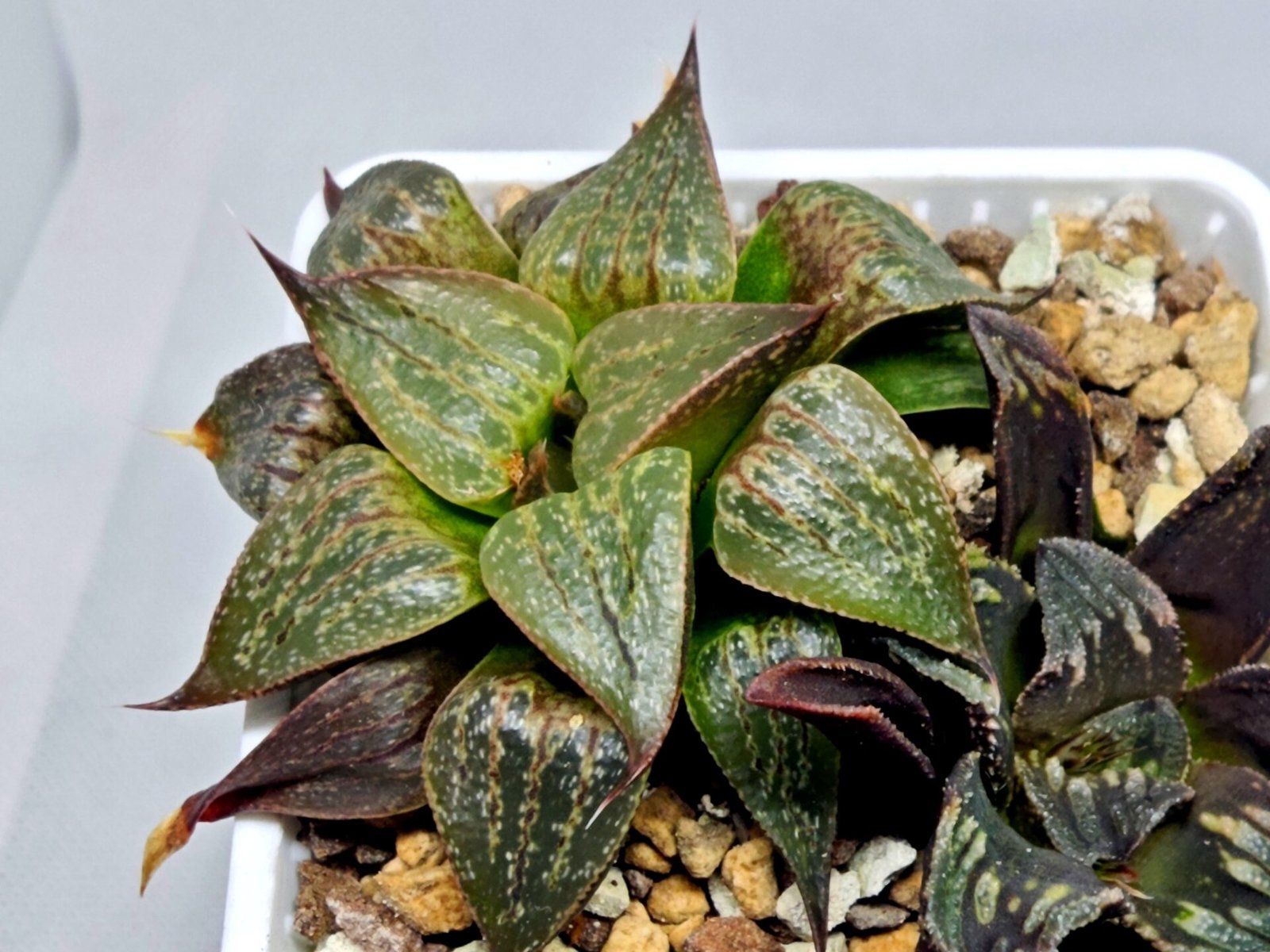 Haworthia Seedling S071 - 6
