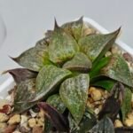 Haworthia Seedling S071 - 7