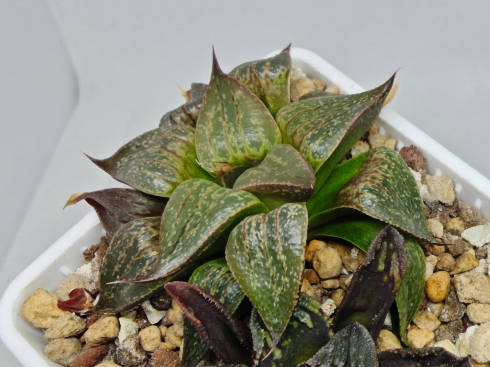 Haworthia Seedling S071 - 7